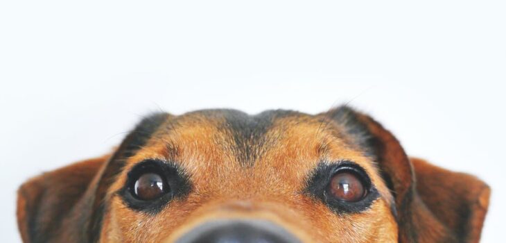 Pet Care Basics: What to Do in an Emergency?