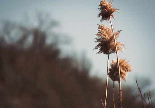 Cannabis Edibles Facts You Need to Know Cannabis Edibles Facts You Need to Know