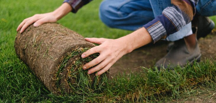 Is Your Turf Turning Brown? 7 Ways on How to Revive a Dying Lawn
