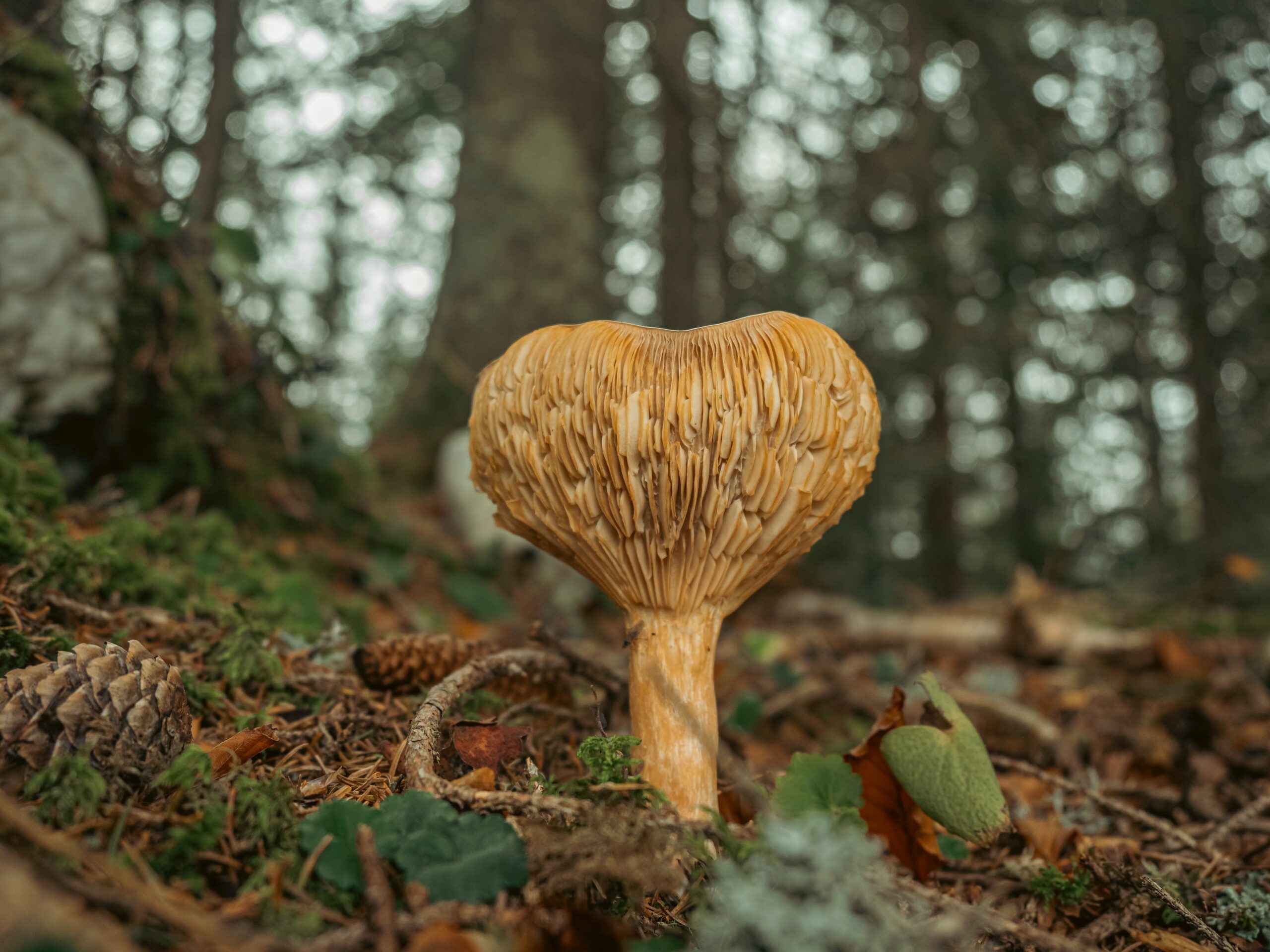 Beneficial Effects of Mushrooms on One’s Health