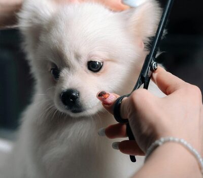 What Are the Regular Pet Grooming Benefits?