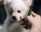 What Are the Regular Pet Grooming Benefits?